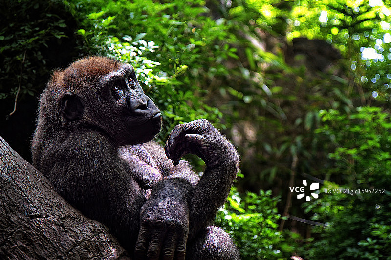 感谢姿势图片素材