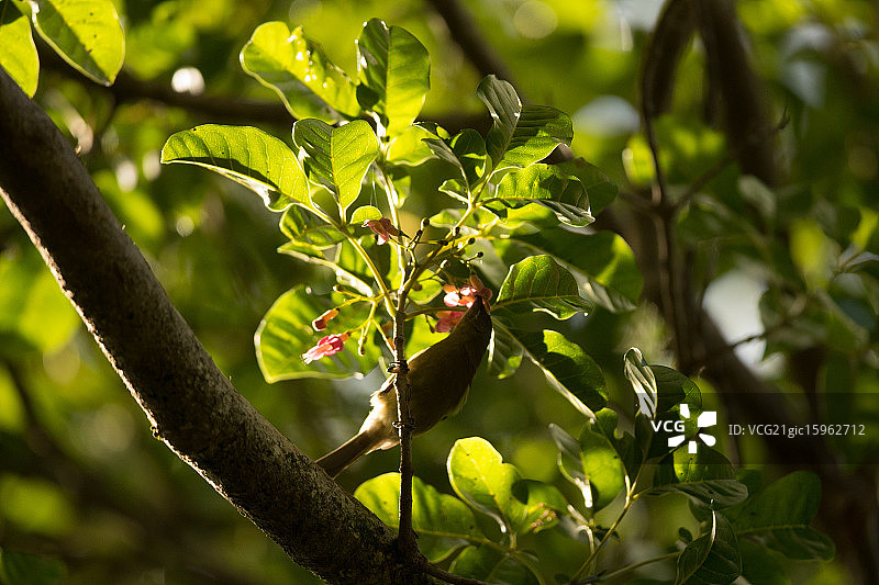 卡皮蒂岛的钟鸟图片素材