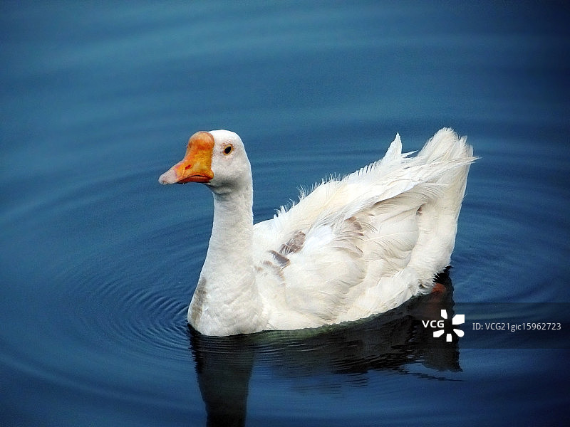 丑小鸭的故事图片素材