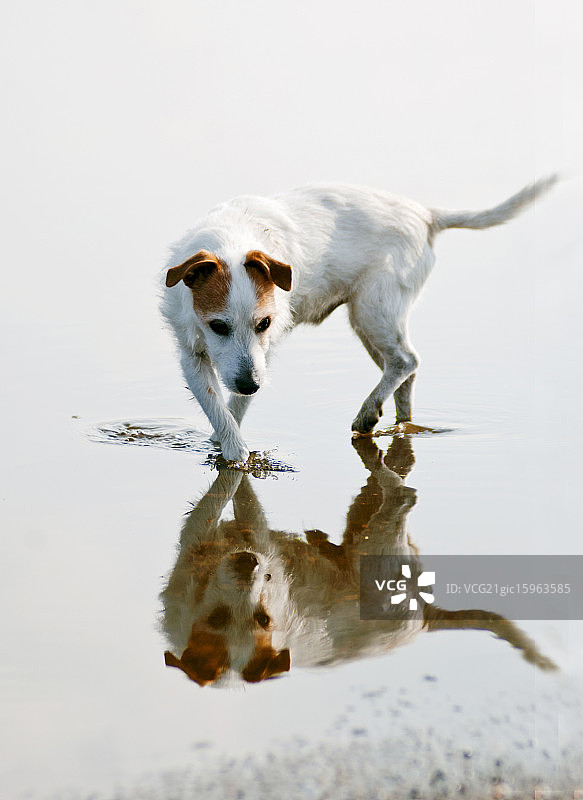 史努比和他的倒影图片素材