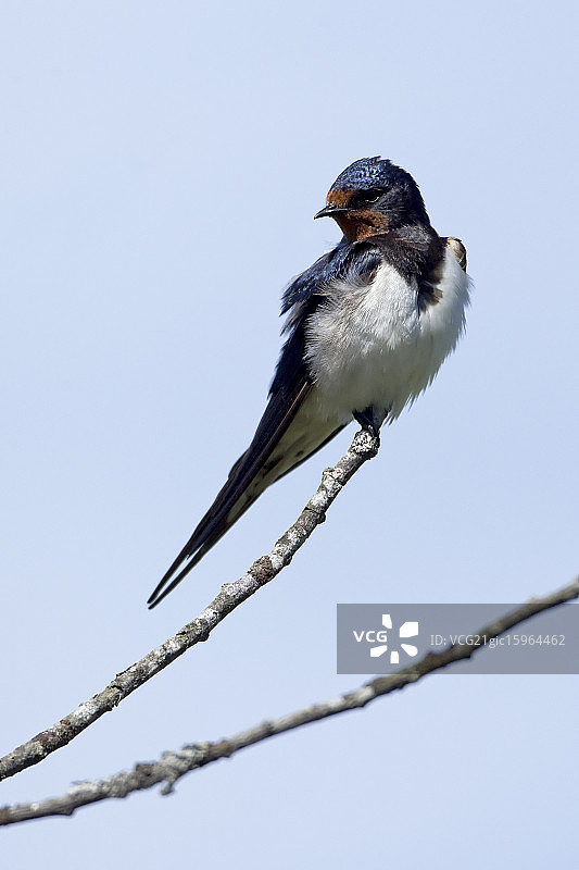 谷仓燕子图片素材