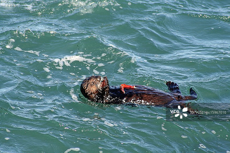 正在吃螃蟹的水獭图片素材