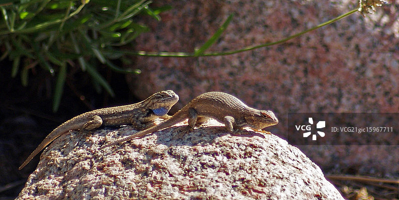 幸福的夫妇图片素材