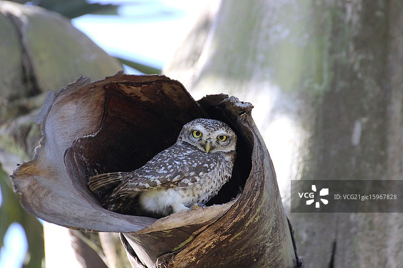 斑点小鸮图片素材