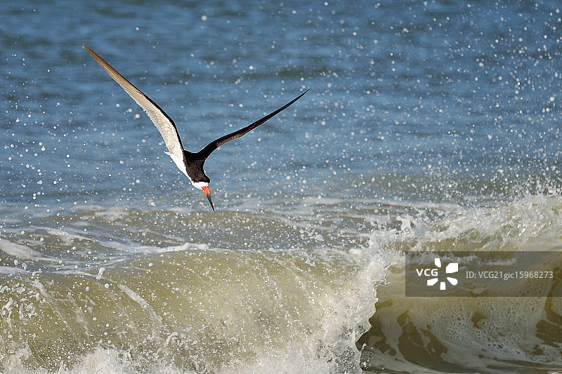 黑燕鸥类图片素材