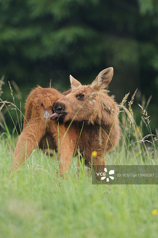 驼鹿幼崽的自我清洁图片素材