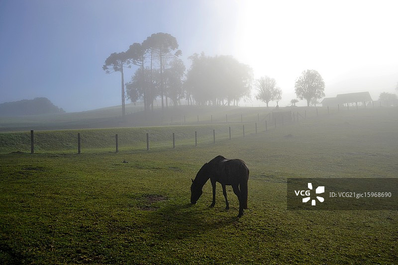 早晨的雾图片素材