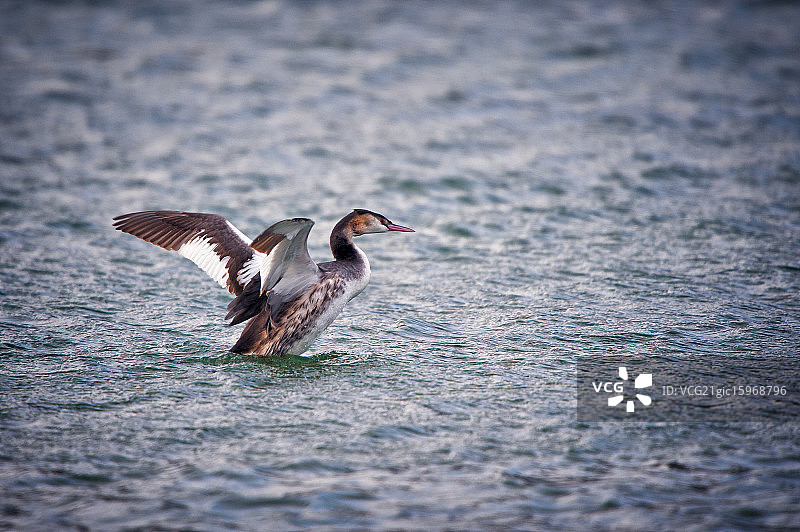 凤头䴙䴘图片素材