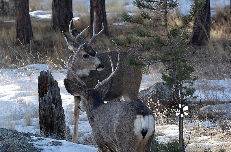 科罗拉多州骡鹿图片素材