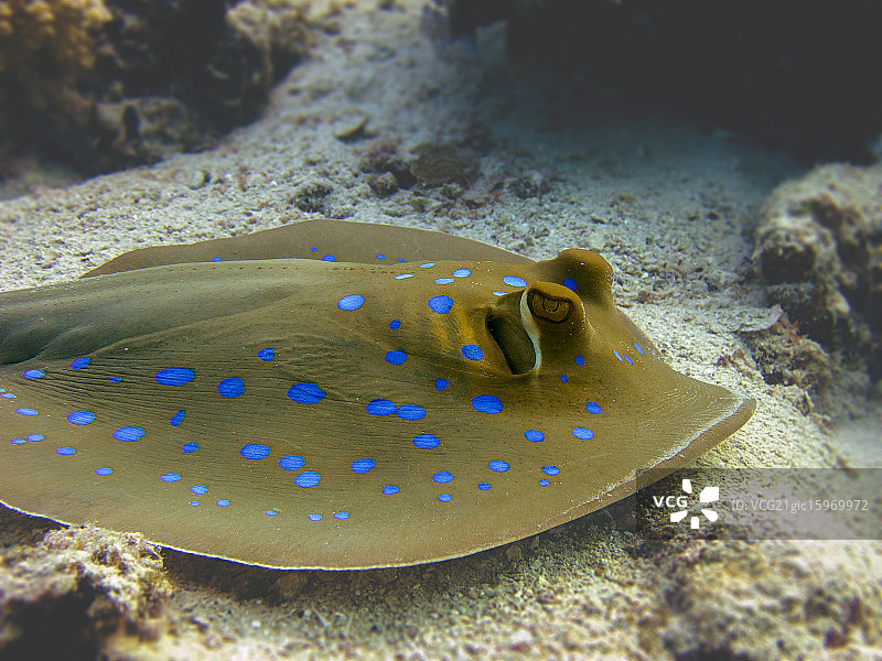 蓝点魟鱼图片素材