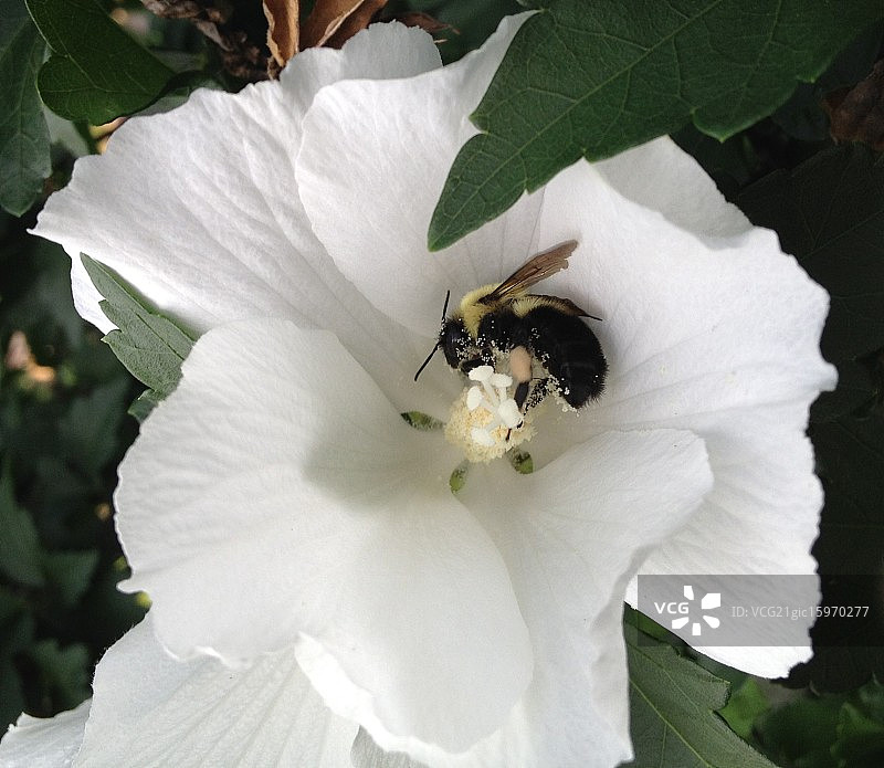 大黄蜂图片素材