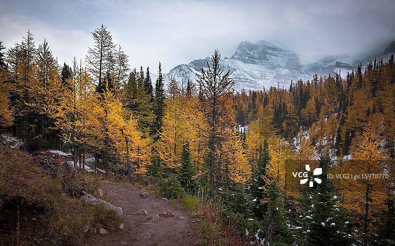 秋季的落叶松山谷图片素材