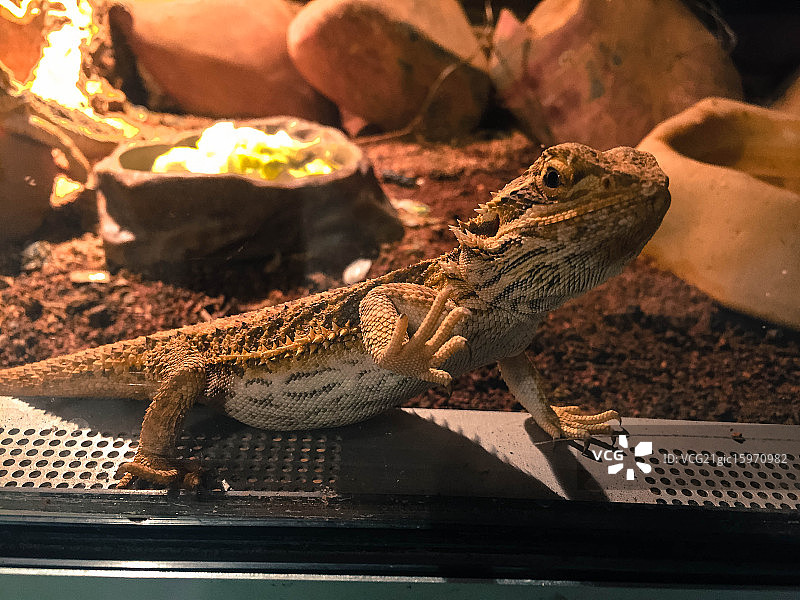 渴望自由图片素材