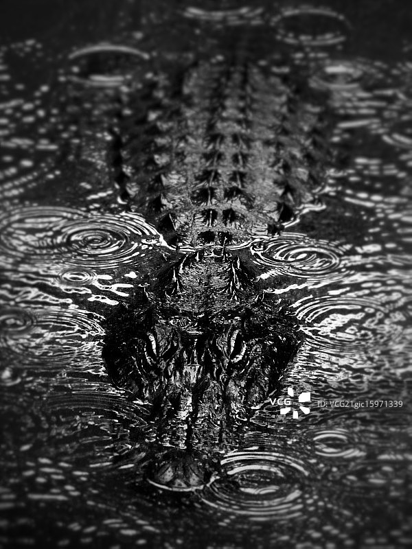 观看与等待图片素材