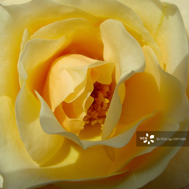 柔和的黄色玫瑰特写图片素材
