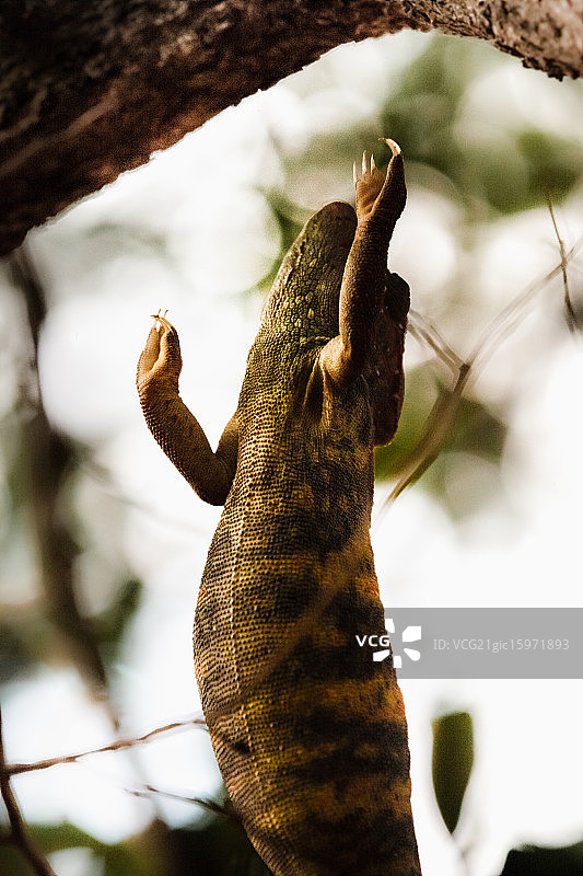 马达加斯加变色龙图片素材