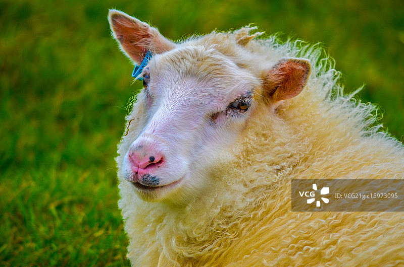 冰岛羊图片素材