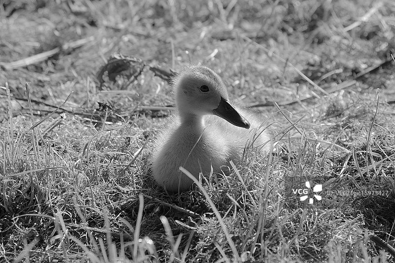 黑白小鸭图片素材