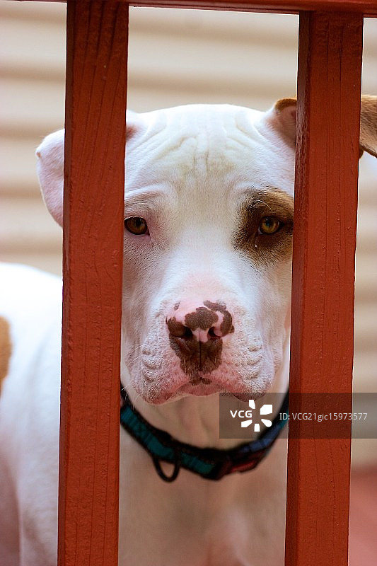 栅栏后面的美国斗牛犬图片素材