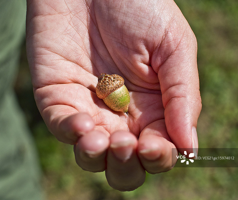 女人手拿橡子图片素材