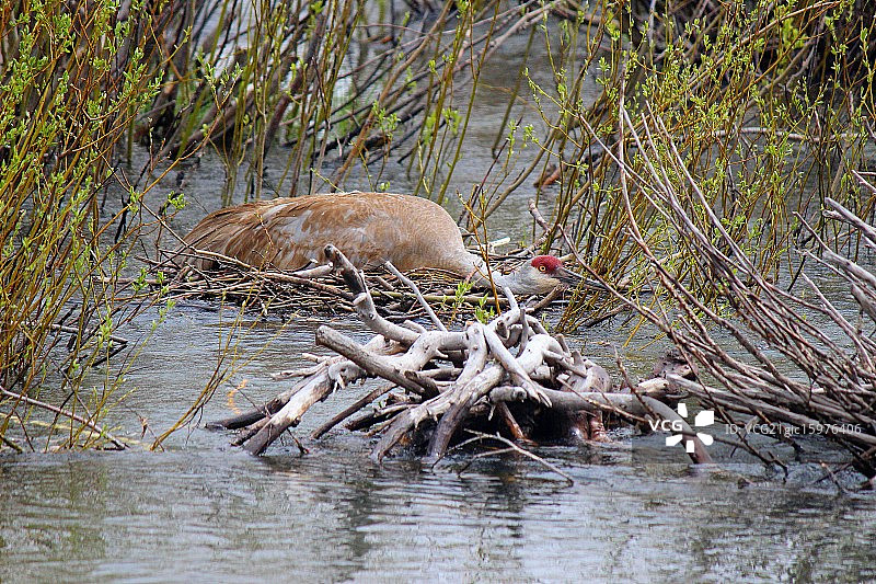 沙丘鹤图片素材