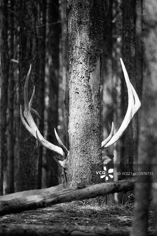 鹿角树图片素材