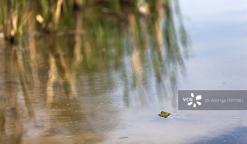 青蛙的眼睛图片素材