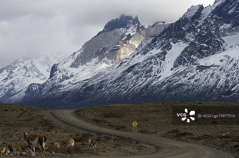 洛斯奎尔诺斯和洛斯瓜纳科斯图片素材