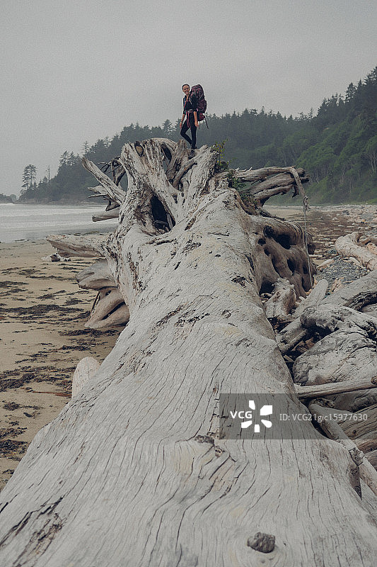 奥林匹克海岸的树木图片素材