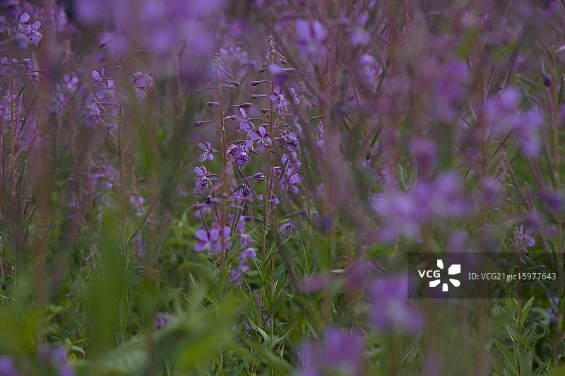 荷兰的弯茎火绒草图片素材