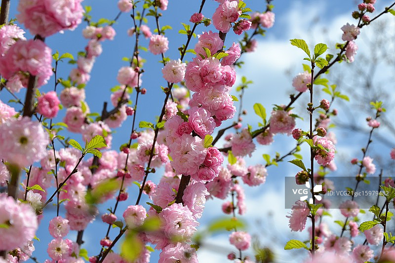 樱花图片素材