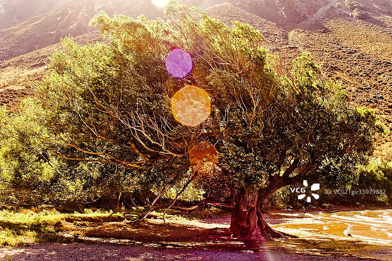 金色树图片素材