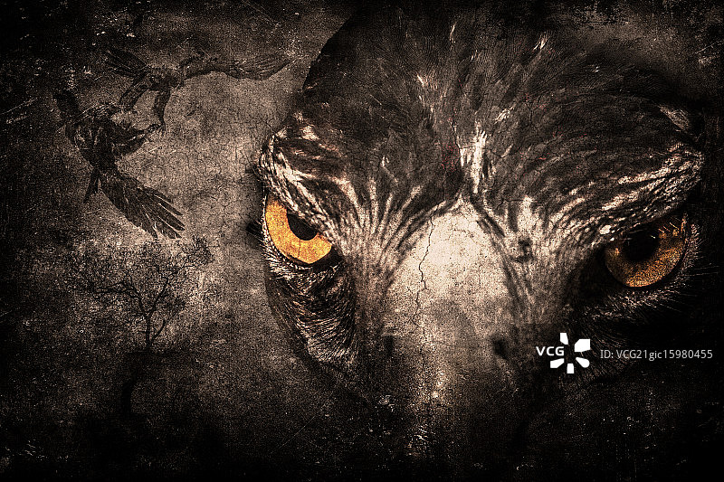 生存：楔尾鹰图片素材