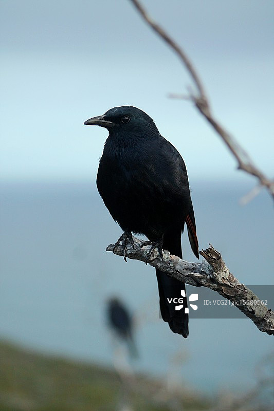 红翅椋鸟图片素材