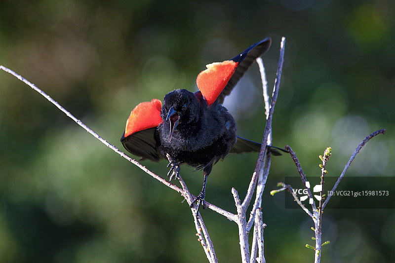红翼黑鸟图片素材