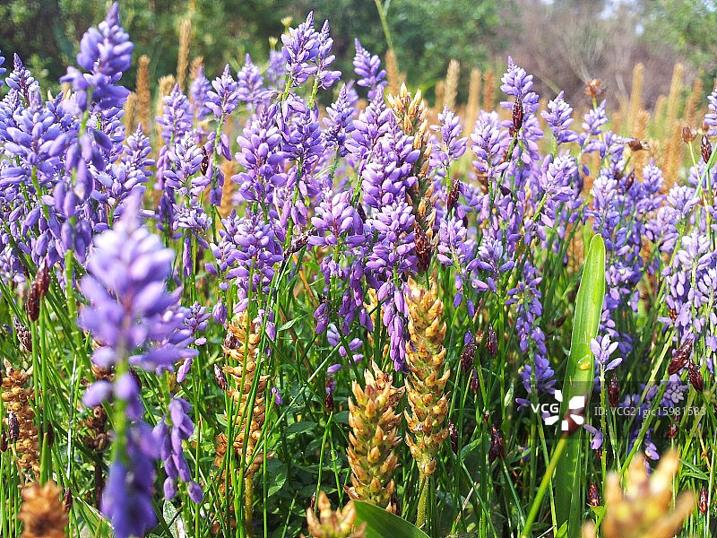 曼蒂凯拉山脉的野花图片素材