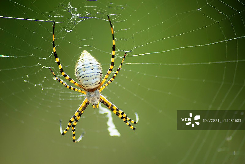 德克萨斯州花园蜘蛛图片素材