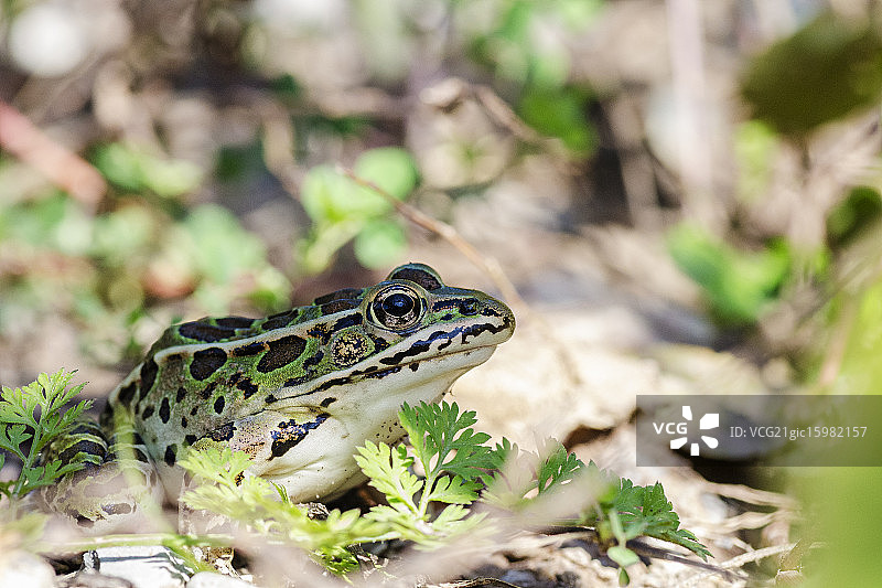北部豹蛙图片素材