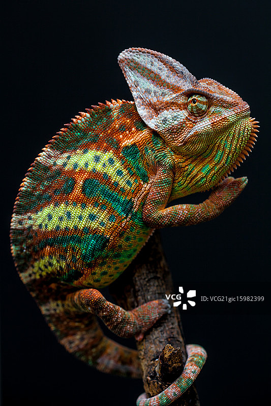 也门变色龙图片素材