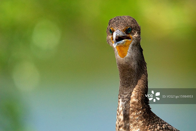 美洲蛇鸟图片素材