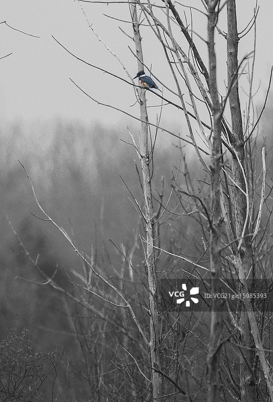 雌性 Belted Kingfisher图片素材