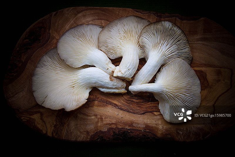 灰树花（Grifola frondosa）图片素材