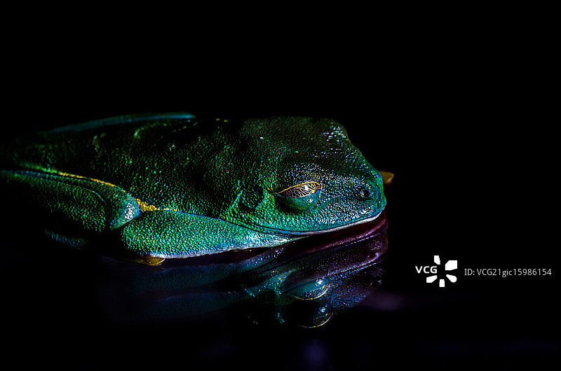 红眼树蛙图片素材