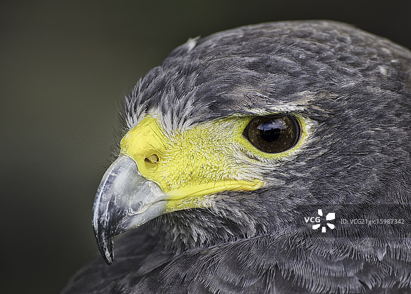 栗翅鹰的眼睛图片素材