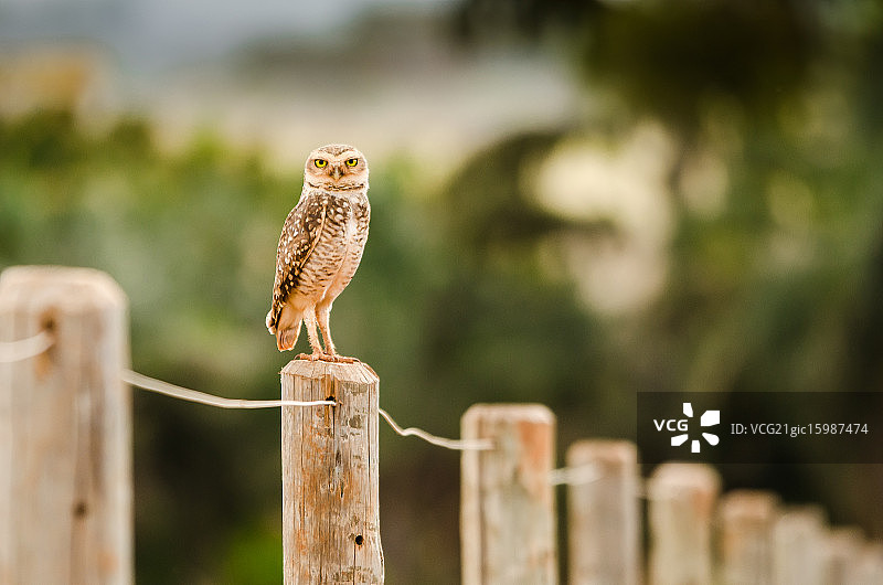 穴居猫头鹰图片素材