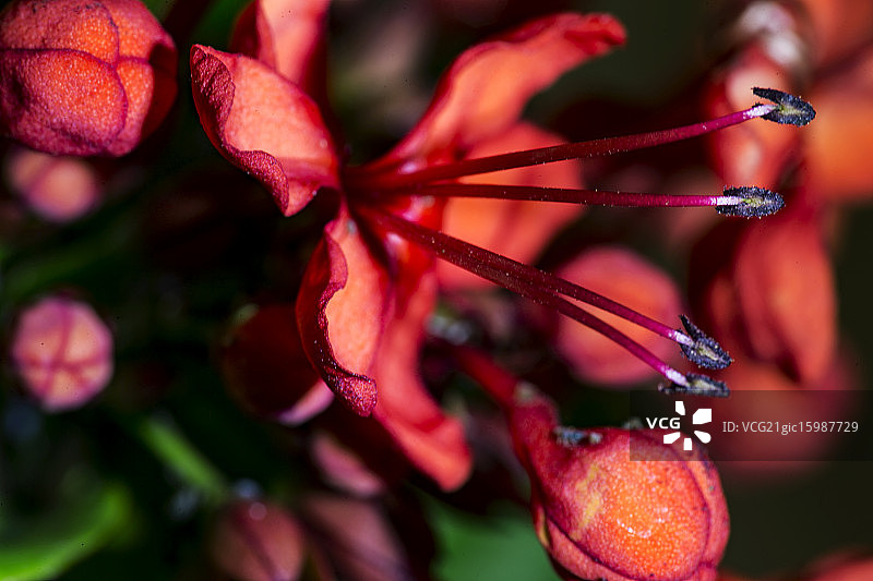 花瓣和雄蕊图片素材