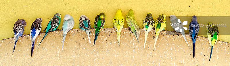 栖息在壁架上的一排长尾鹦鹉图片素材