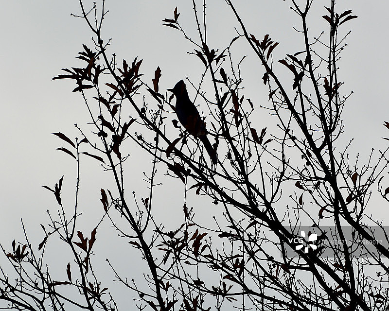 蓝松鸦剪影图片素材