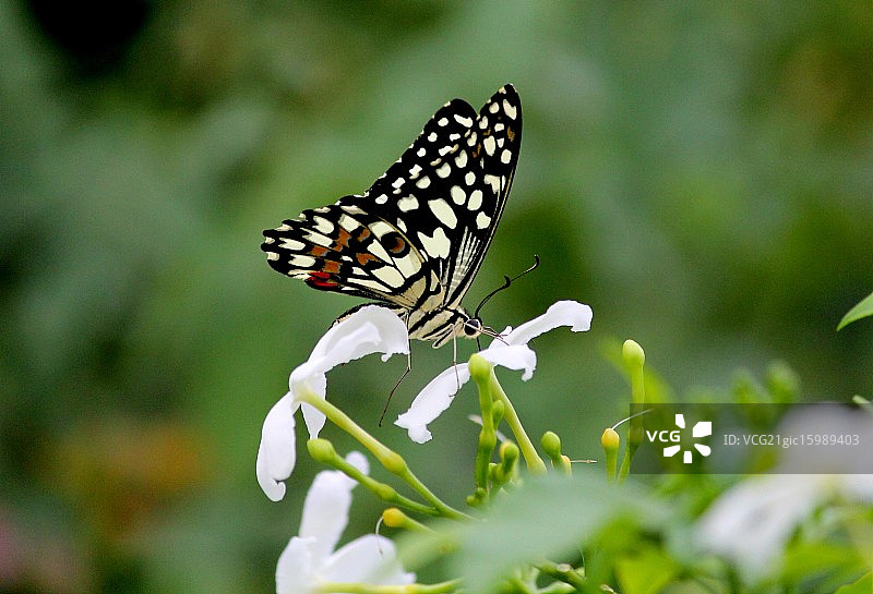白老虎蝴蝶图片素材