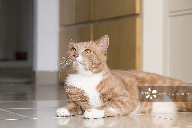 姜黄色猫咪在家放松图片素材